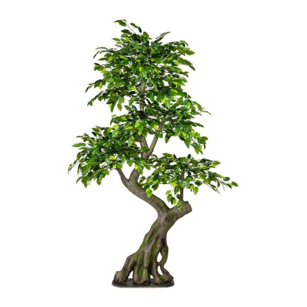 pianta ficus benjamini gasper