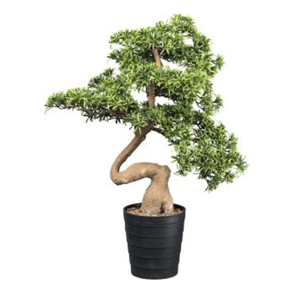 Gasper-Bonsai di pino cembro