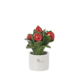 Piantina Natura Multifrutti