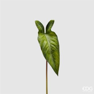 foglia alocasia edg