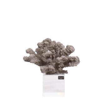 corallo sabbia medio