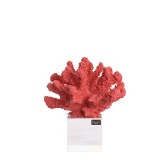 Corallo medio rosso